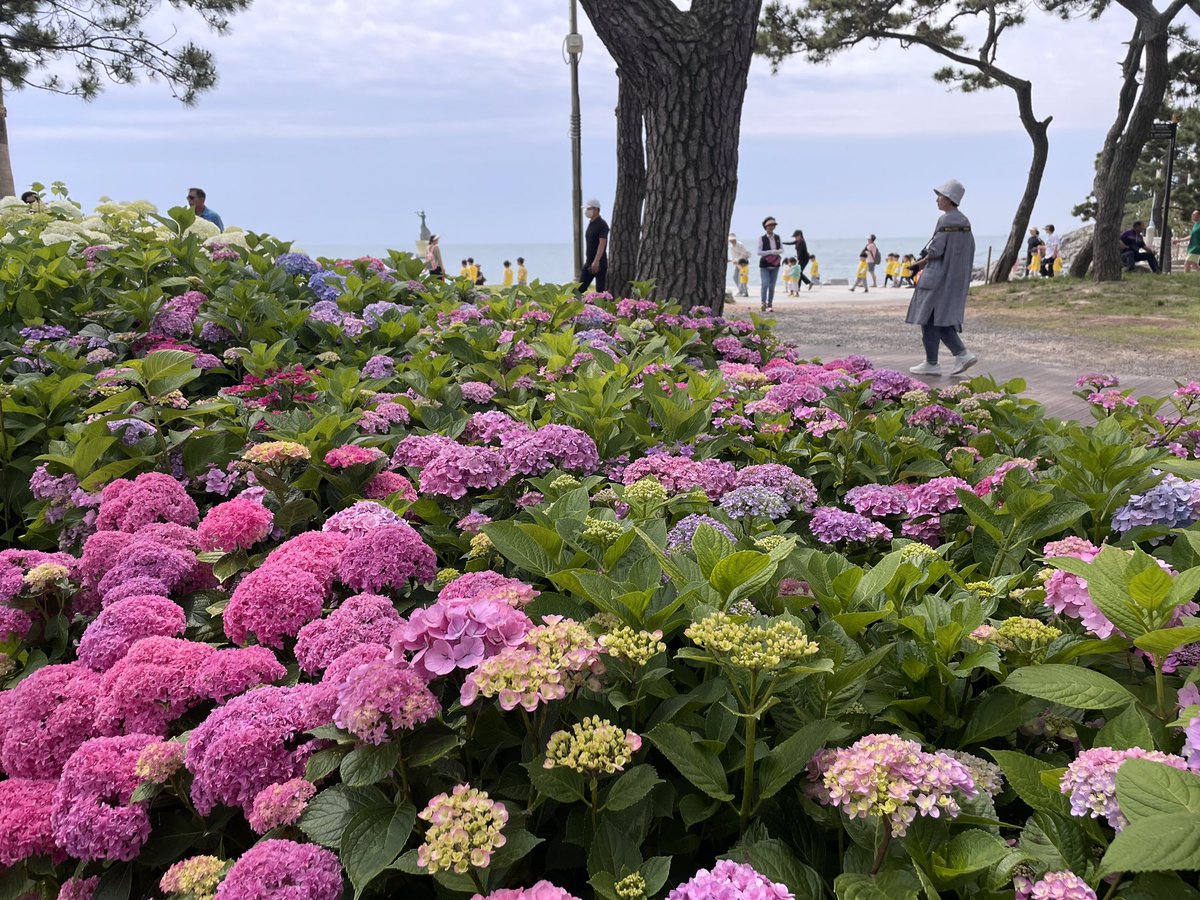 The hydrangeas, the preschoolers, the sea on the background… it’s like I walked into Kazuki, Rei, and Miri’s world 🥲 it’s another day of missing Buddy Daddies