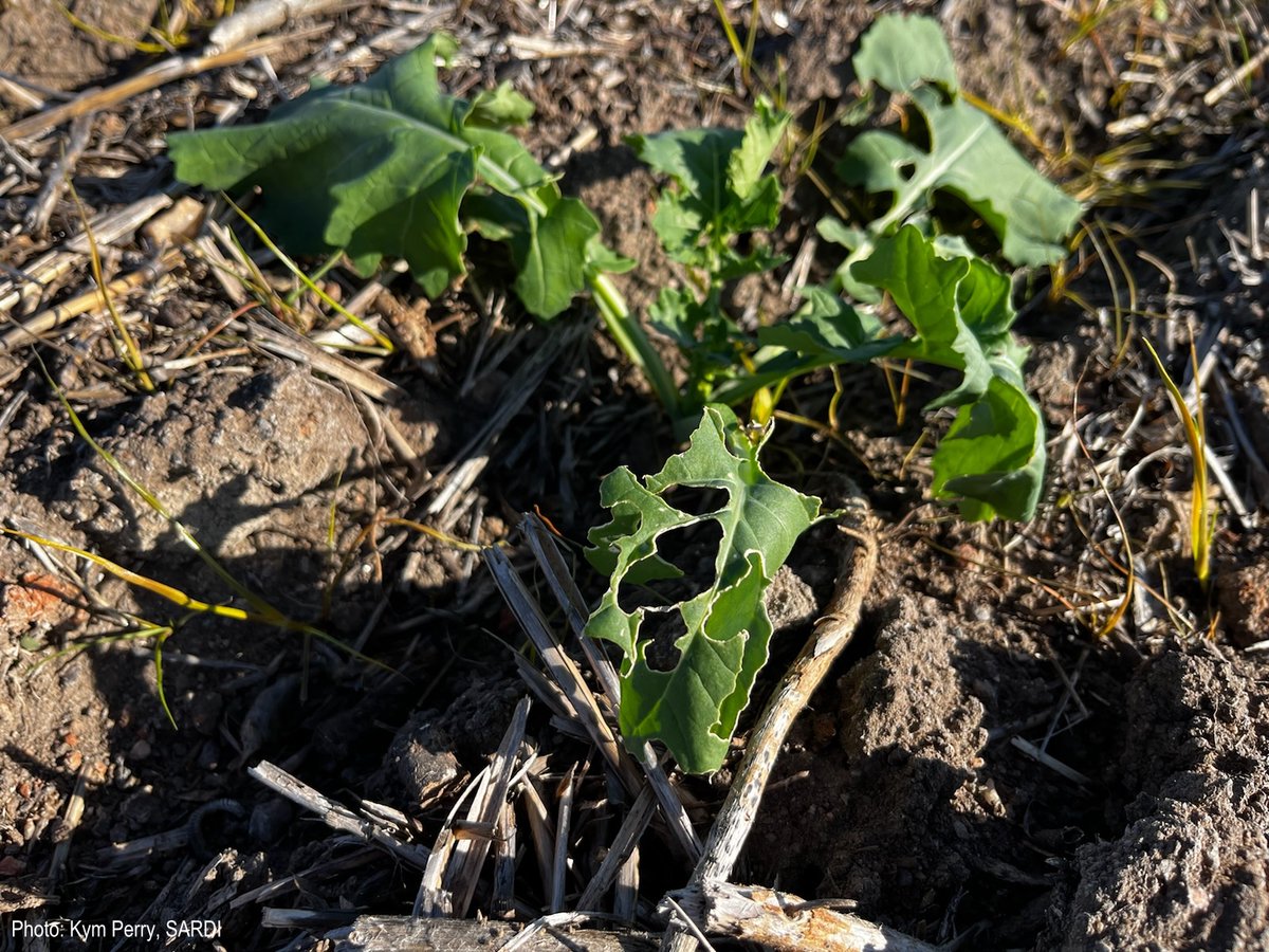GRDC (@thegrdc) on Twitter photo #Slugs are out in force across parts of the southern region. Slug resources to help:
⭐Fact sheet bit.ly/3zFthIy
⭐Back pocket guide bit.ly/3Q9Hm6C
We're also planning research to find innovative management strategies: bit.ly/3OXQ3TV
<a href="/merindie1/">whatbugsyou</a> #Slugs are out in force across parts of the southern region. Slug resources to help:
⭐Fact sheet bit.ly/3zFthIy
⭐Back pocket guide bit.ly/3Q9Hm6C
We're also planning research to find innovative management strategies: bit.ly/3OXQ3TV
<a href="/merindie1/">whatbugsyou</a>