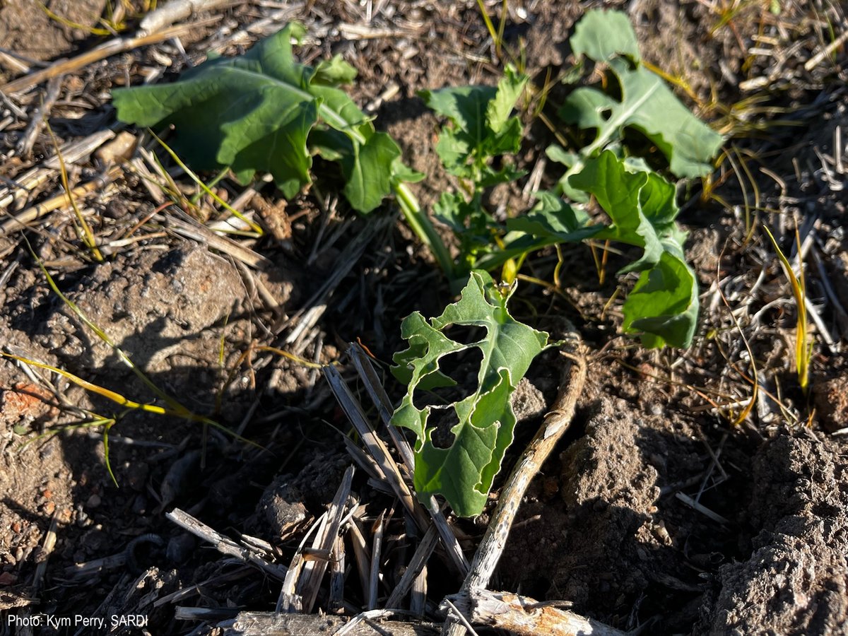 #Slugs are out in force across parts of the southern region. Slug resources to help: ⭐Fact sheet bit.ly/3zFthIy ⭐Back pocket guide bit.ly/3Q9Hm6C We're also planning research to find innovative management strategies: bit.ly/3OXQ3TV @merindie1