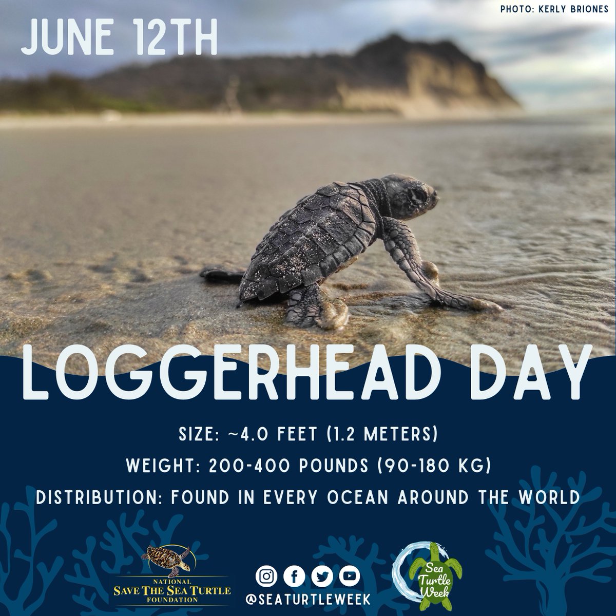 June 12th is Loggerhead Turtle Day! 💛

Loggerheads are named for their large head and strong crushing jaw which enables them to eat hard-shelled prey such as crabs, conchs, and whelks.

Learn more about loggerheads here seaturtleweek.com/loggerhead-day

Photo: Kerly Brione
#seaturtleweek
