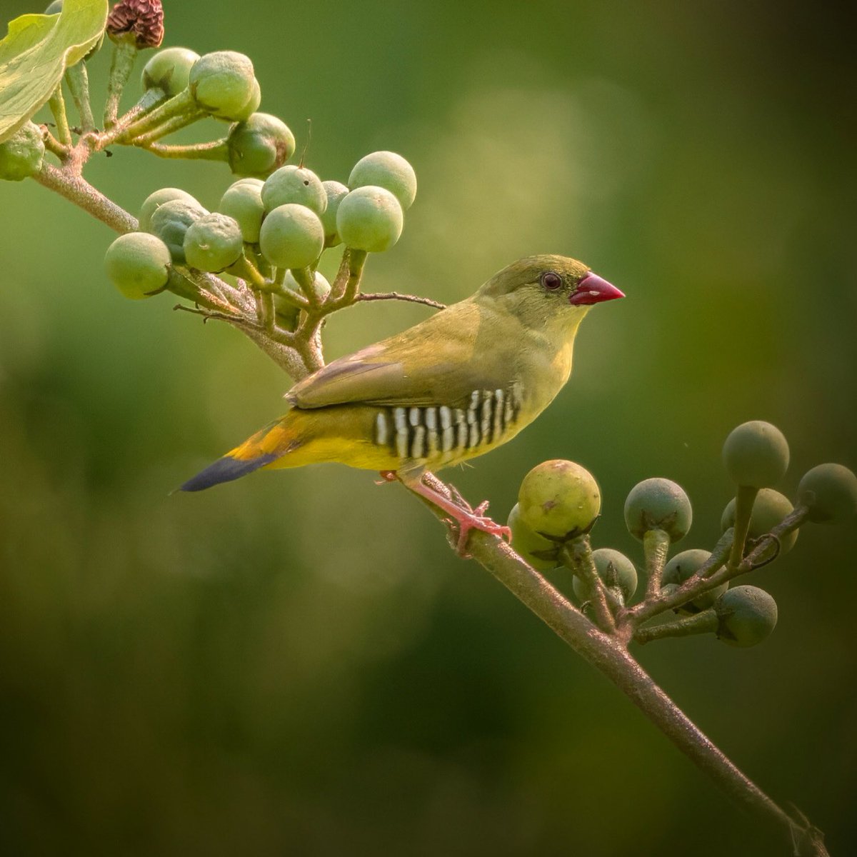 Green avadavt @Easternghats1 
#munia #BirdsOfTwitter #IndiAves #nikonphotography #TwitterNatureCommunity #BBCWildlifePOTD #AndhraPradesh #NatGeo #Rajahmundry #BirdsSeenIn2023 #wildlife #nikoncreator #NaturePhotography