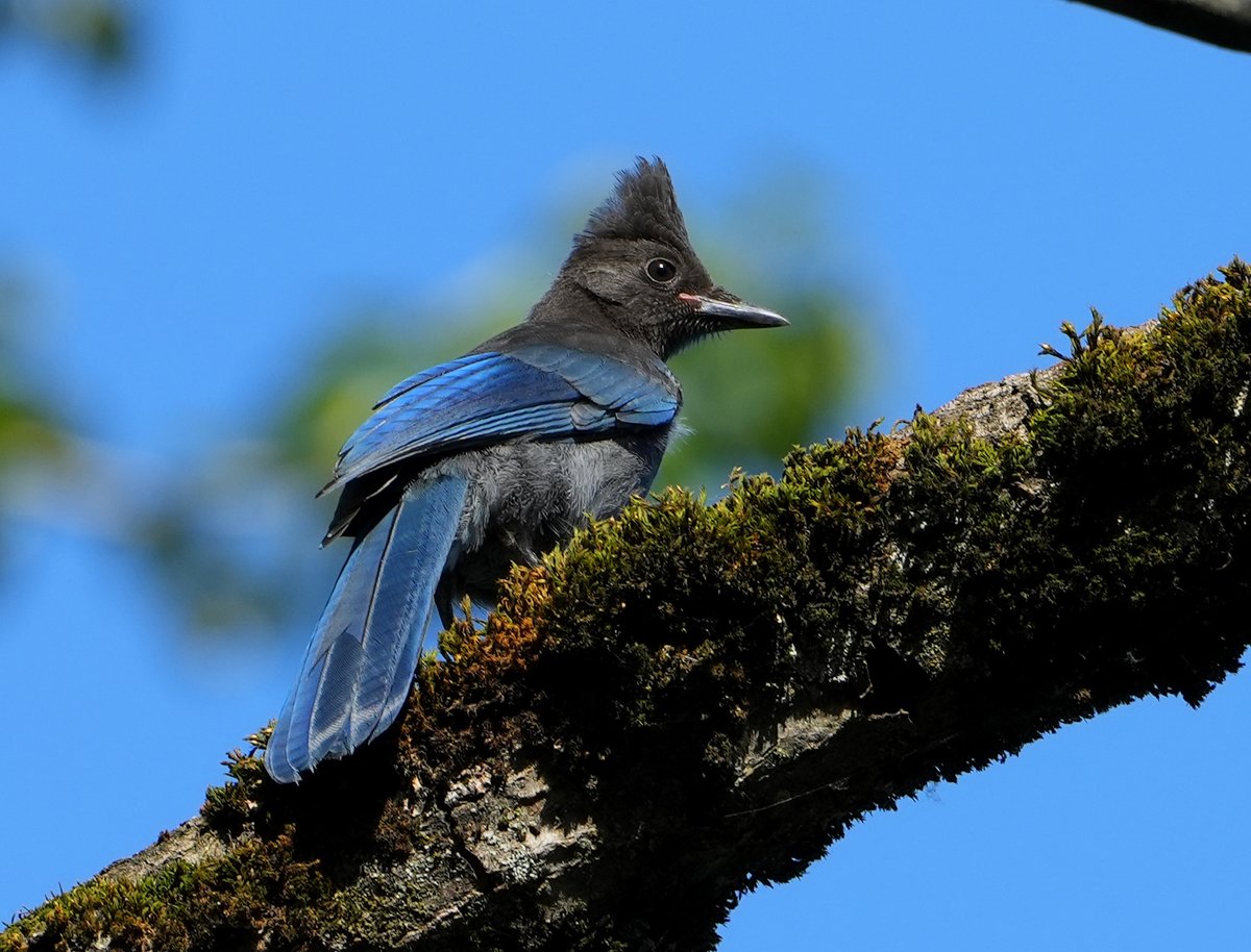 Blue on Black! Young Steller's Jay at Whitaker Ponds this evening. #birding