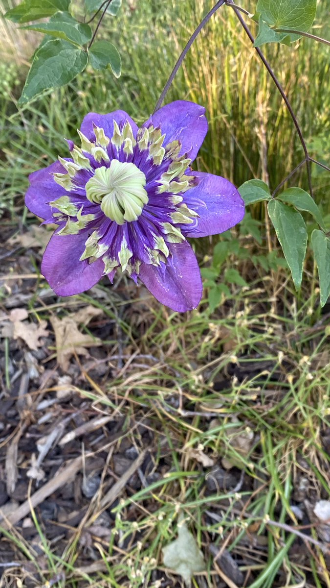 #ZSHQ #ZSWesternmonth #ZZST. Been missing Maggarooo 🌈<a href="/Maggarooo/">🐾Maggie🐾🌈😇</a> so did a Floof Pawtrol for Zoms in her honor 🫡 Miss you beautiful Maggarooo ❤️❤️❤️❤️❤️😘