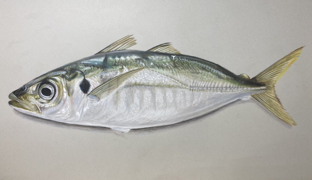 #世界海洋デー
#色鉛筆
 色鉛筆で描いた魚達