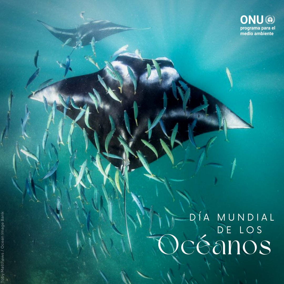 unep_espanol's tweet photo. ¡Feliz #DíaDeLosOcéanos!

Nuestros 🌊🌊 conectan, sustentan y preservan toda la vida en la Tierra.

Sin embargo, la triple crisis planetaria los pone en grave peligro.

Restauremos nuestra relación con los océanos para que sea respetuosa y equilibrada.

https://t.co/uwtZvXUXqv https://t.co/CI5MNU4whw