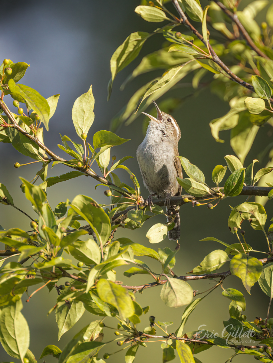 Bewick's Wren😊

Beautiful song, beautiful bird❗️

#birdphotography #birdwatching #birding #BirdTwitter #twitterbirds #birdpics