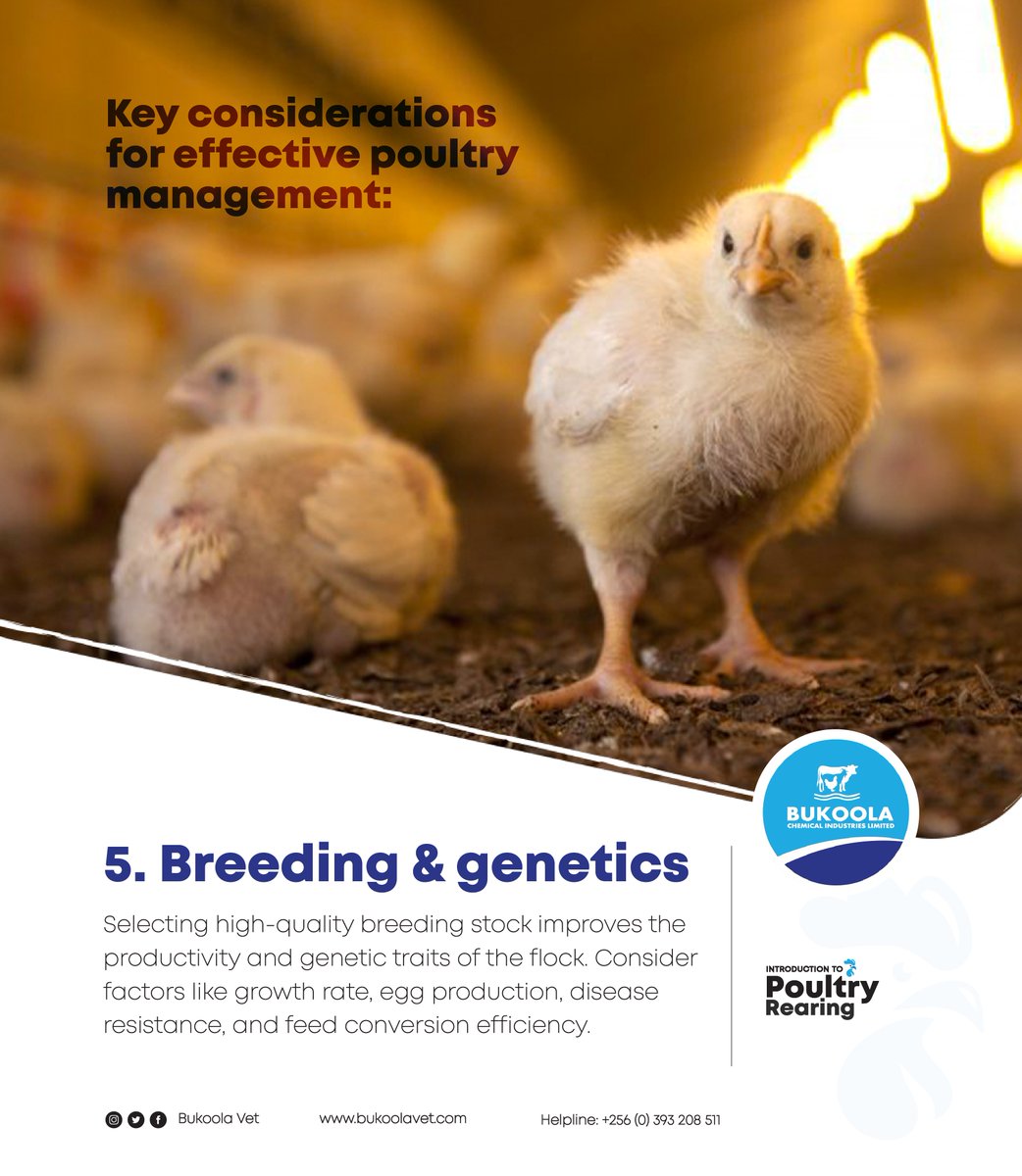 Bukoolavet's tweet image. Key considerations for effective poultry management include:
5. Breeding and genetics
Consider factors like growth rate, egg production, disease resistance, and feed conversion efficiency.
#bukoolavet #vetpharmacy #poultrymanagement