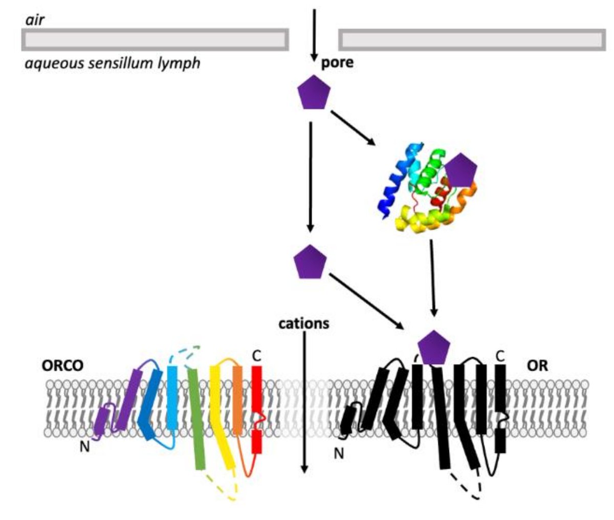 Insects_MDPI's tweet photo. 🌟Editor's Choice🌟: Enantiomeric Discrimination in #Insects: The Role of #OBPs and #ORs by Cassie Sims et al. @SimsCassie
🔗Read at: https://t.co/wwWfJlY1Ej
#chemosensory #odorantreceptors #odorantbindingproteins #chemicalecology https://t.co/8obzyRJp74