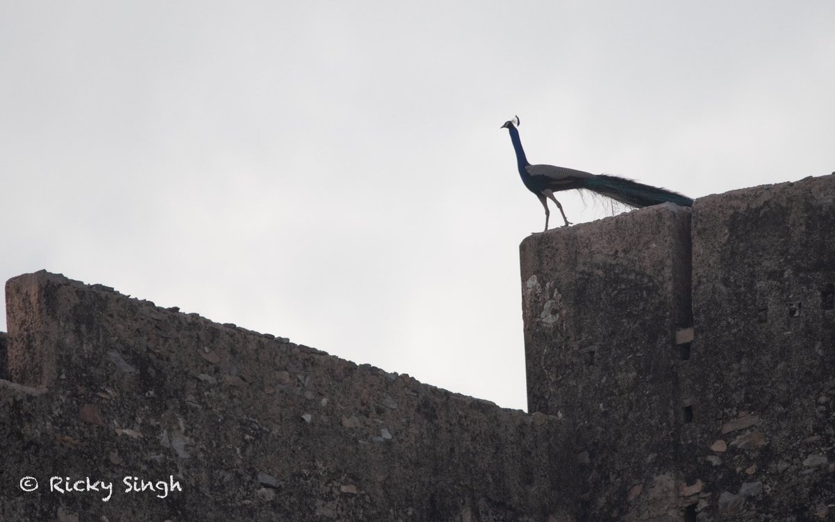 This peacock was perched perfectly on the top of Mata Dungri Fort.  The fort built in the Scottish castle architecture is currently closed to public.

#IndiAves #BBCWildlifePOTD #BirdsSeenIn2023 https://t.co/lcP14C5ED1