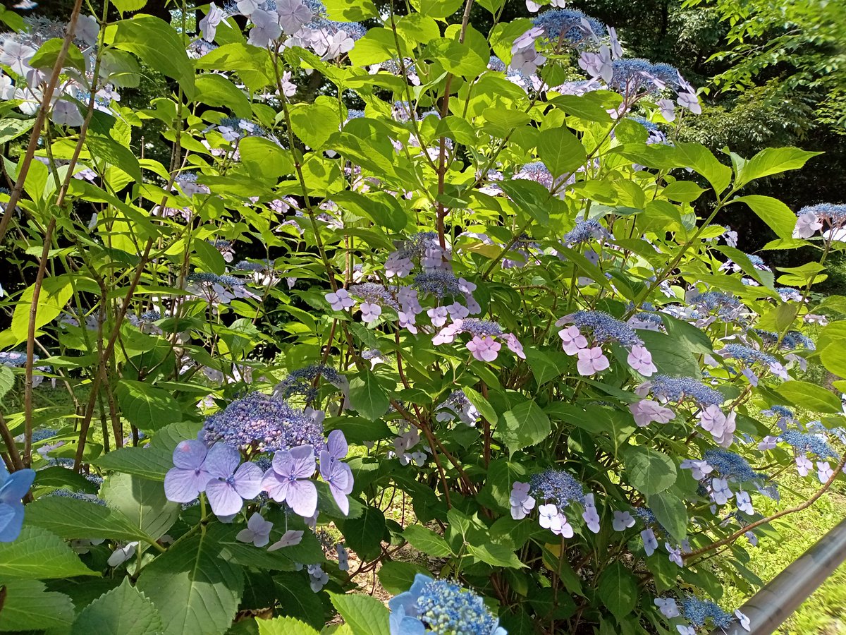 上野恩賜公園

紫陽花の季節