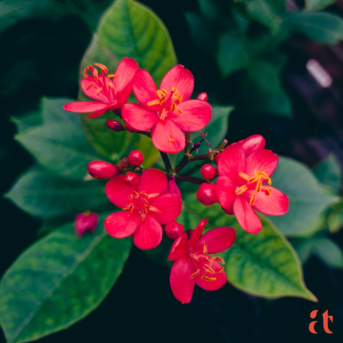 @Yaacov97531 #Flowers #flower #flowerphotography #MacroHour #macrophotography #Macro #GardeningTwitter #GardensHour #Showey #floweronfriday #Naturephotography #PhotographyIsArt #photography #picoftheday #photographer #Aravind #Tarugu