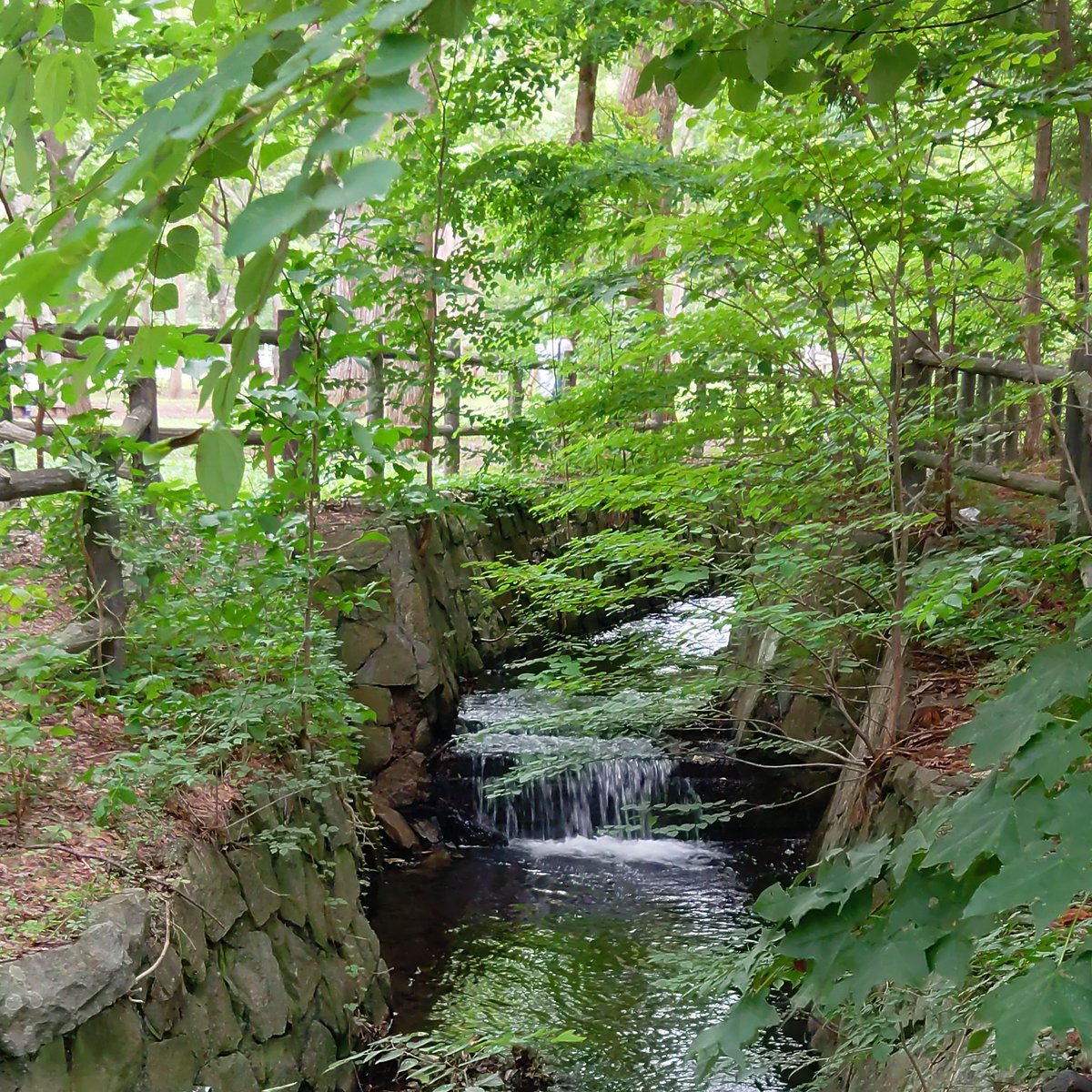 🌳💗🌳私の公園🌳💗🌳