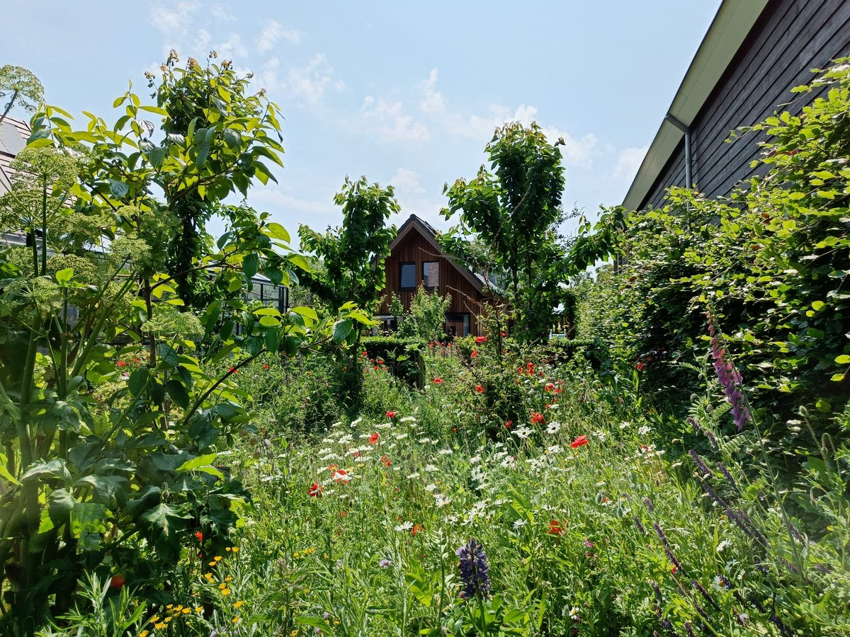 Het is allemaal niet zo ingewikkeld.... wilde bloemen weide zaaien kan iedereen.  Niet te snel maaien is stap twee. Een deel bij het maaien laten staan is stap drie. Maaisel na een tijdje liggen pas afvoeren, stap vier. Maar begin bij het begin...