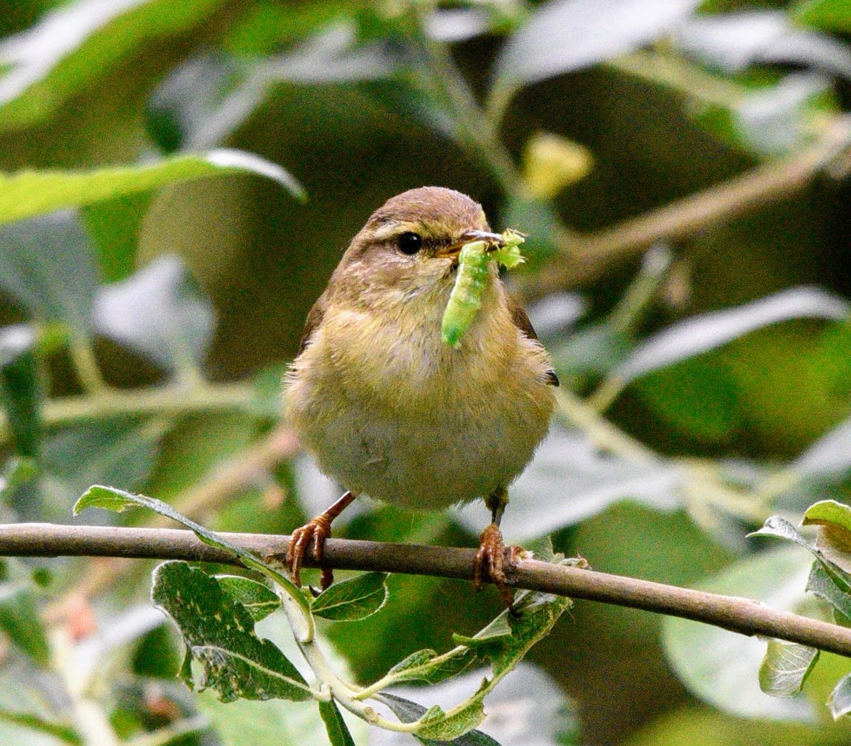 Another from yesterday.. A chiffchaff I think as some warblers look quite similar. I couldn't hear the distinctive chiffchaff call as he/she had a beak full heading to no doubt hungry little mouths back at the nest. #birds #wildlife #NaturePhotography