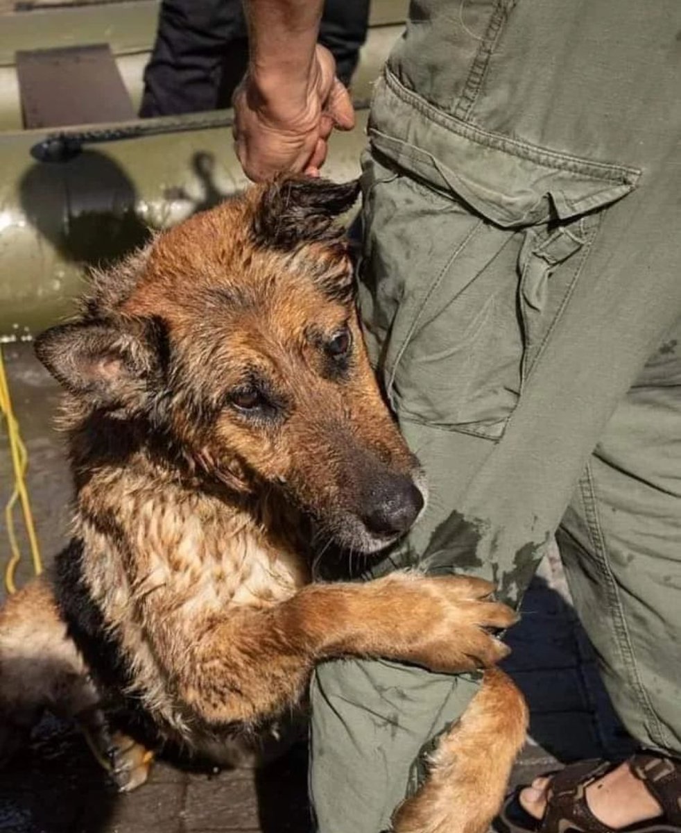 marichkaz's tweet photo. @TuckerCarlson Here is a picture for you, dog rescued by ukrainian soldier, is hugging him for saving its life, always better to tell the truth Tucker... https://t.co/w9dJV6mTDt