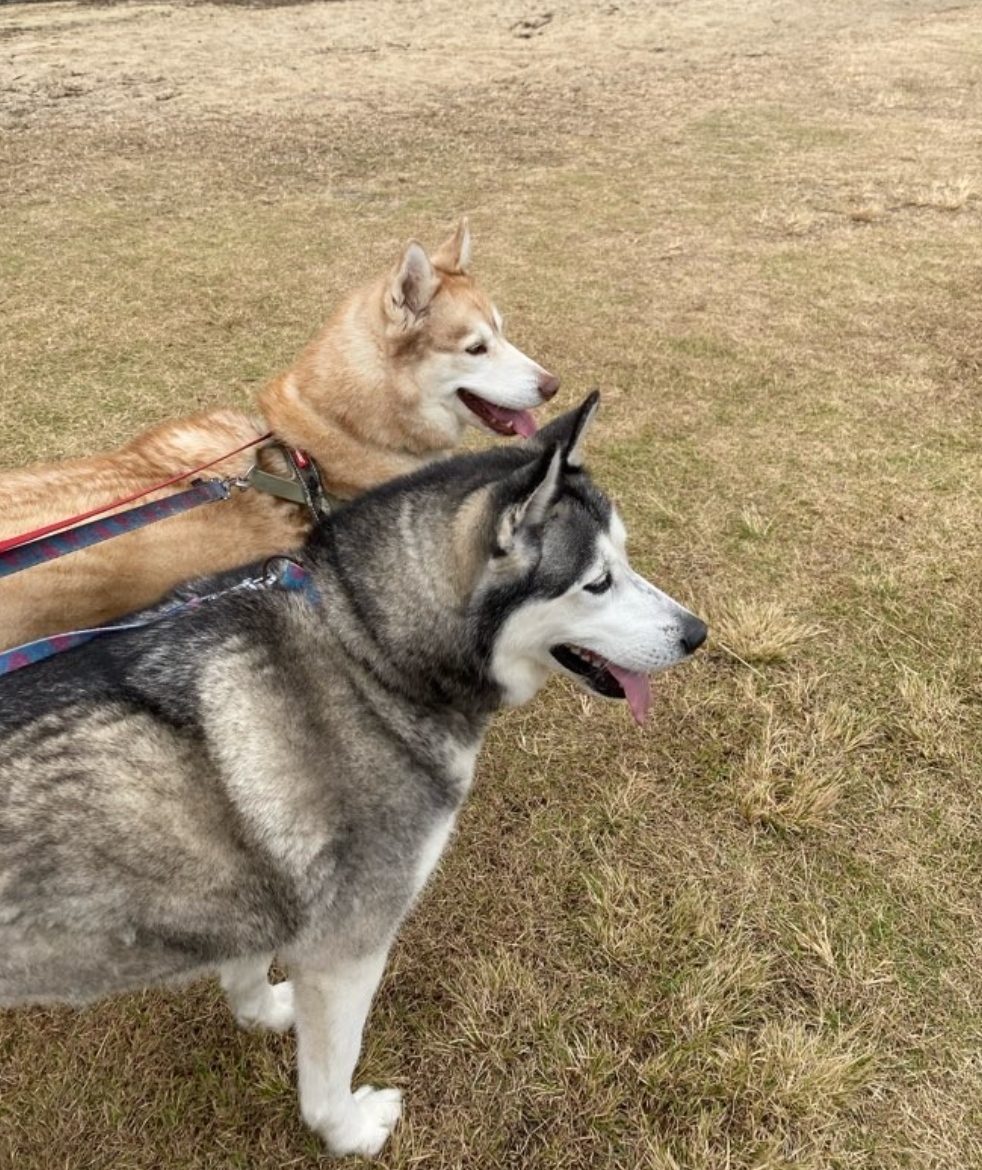 K9cCrew's tweet image. THE POWER OF THE GREAT OUTDOORS⁠
⁠
⁠
#oudoors #wild #adventuredogs #adventure #k9concierge #wellbeing #wellness #animalwelfare #northernbeaches #dogsofsydney #doglife #wanderingpaws #K9C_Luna #K9C_Ariel #huskies #husky