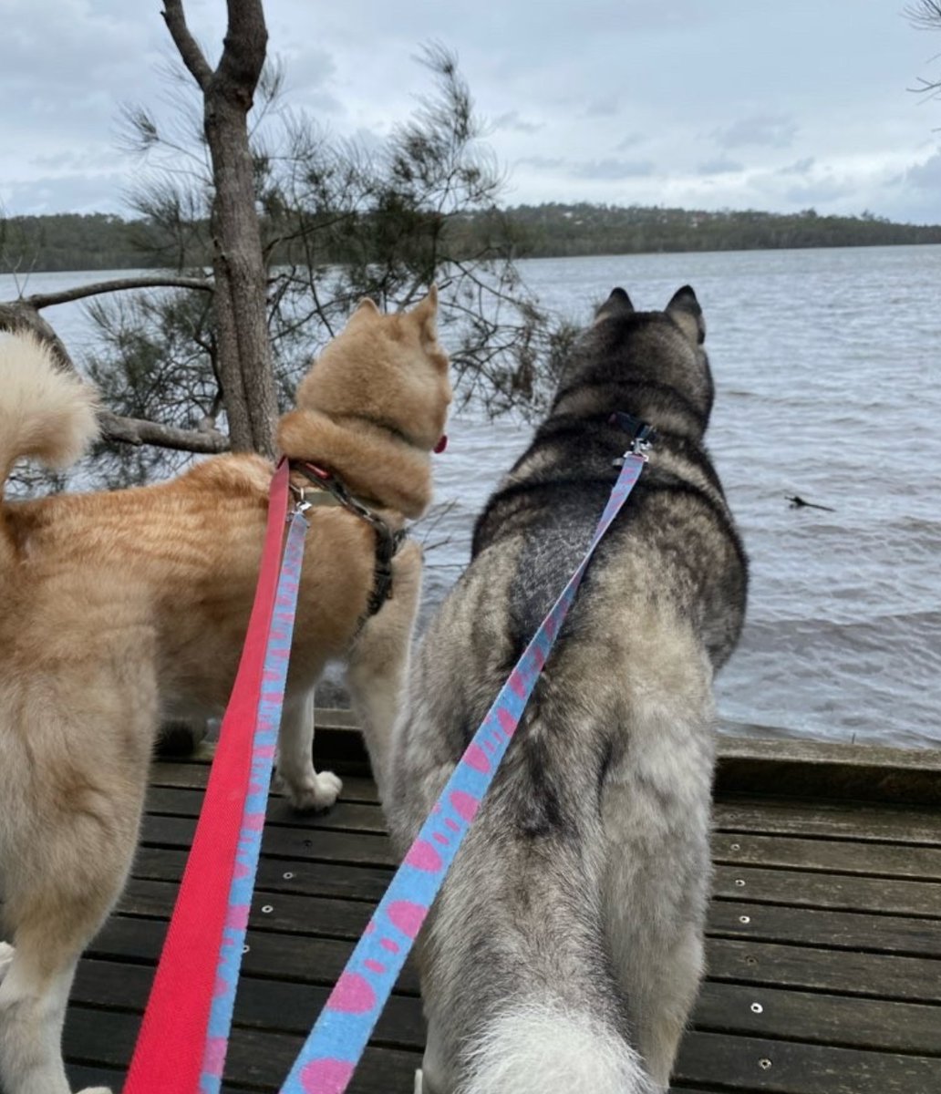 K9cCrew's tweet image. THE POWER OF THE GREAT OUTDOORS⁠
⁠
⁠
#oudoors #wild #adventuredogs #adventure #k9concierge #wellbeing #wellness #animalwelfare #northernbeaches #dogsofsydney #doglife #wanderingpaws #K9C_Luna #K9C_Ariel #huskies #husky