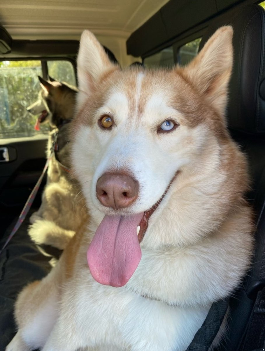 K9cCrew's tweet image. THE POWER OF THE GREAT OUTDOORS⁠
⁠
⁠
#oudoors #wild #adventuredogs #adventure #k9concierge #wellbeing #wellness #animalwelfare #northernbeaches #dogsofsydney #doglife #wanderingpaws #K9C_Luna #K9C_Ariel #huskies #husky