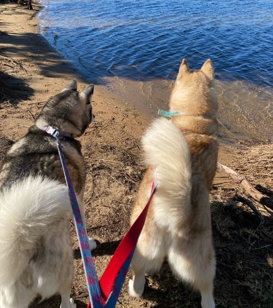 K9cCrew's tweet image. THE POWER OF THE GREAT OUTDOORS⁠
⁠
⁠
#oudoors #wild #adventuredogs #adventure #k9concierge #wellbeing #wellness #animalwelfare #northernbeaches #dogsofsydney #doglife #wanderingpaws #K9C_Luna #K9C_Ariel #huskies #husky
