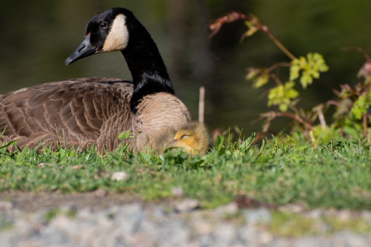 For yesterday(today?) we have a baby goose (gosling apparently) sleeping near its parent :)