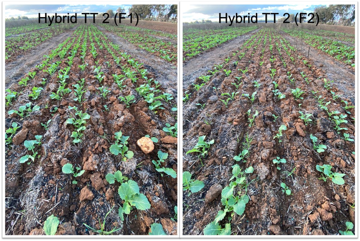 Early trial assessments of our Retained Canola Seed Trial. Quantifying system differences between Hybrid F1 v F2 &amp; OP TT Canola.   

WATCH THIS SPACE 📈🥬🔍#NutrienAgSolutions #Agronomy