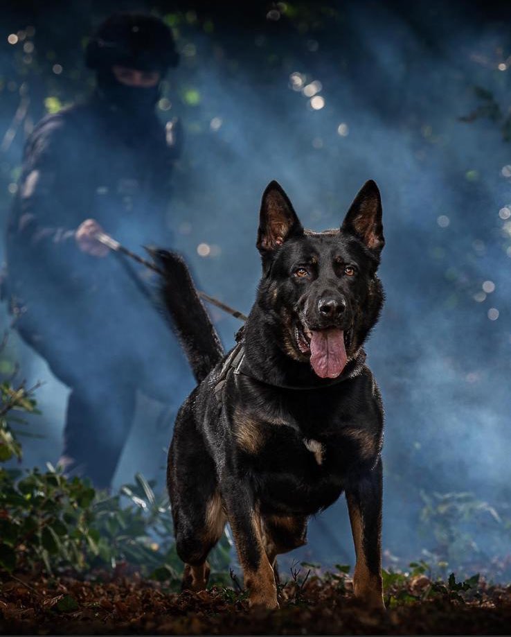 Hants & TVP Police Dog Section 🐾 tweet media