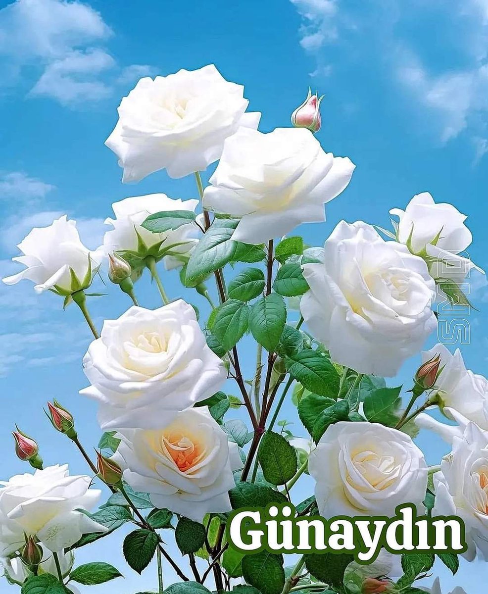 @Meltem67865633 Tırakyadan