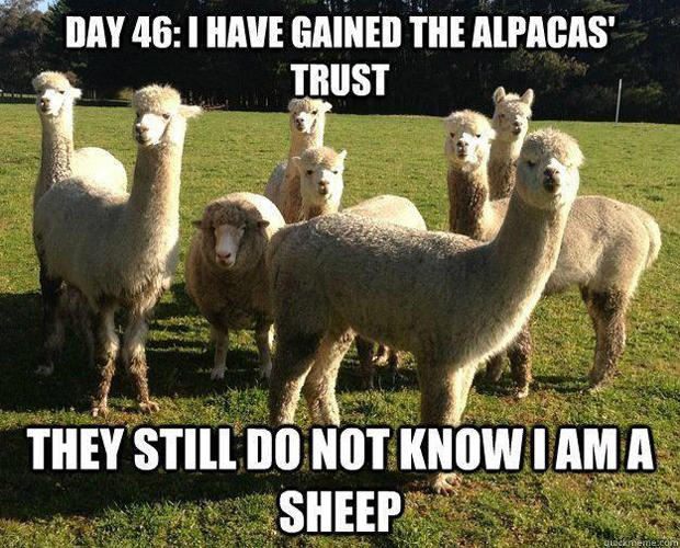 freewooly's tweet image. #Sheep #Undercover #SpiesinDisguise  #SheepHumor #Alpacas