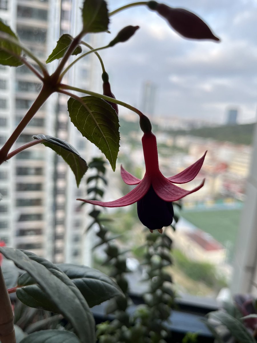 baharbicenaras's tweet image. Bu sabahın güzeli…

#BaharınÇiçekleri #BaharınBalkonu #renkler #Küpeçiçeği