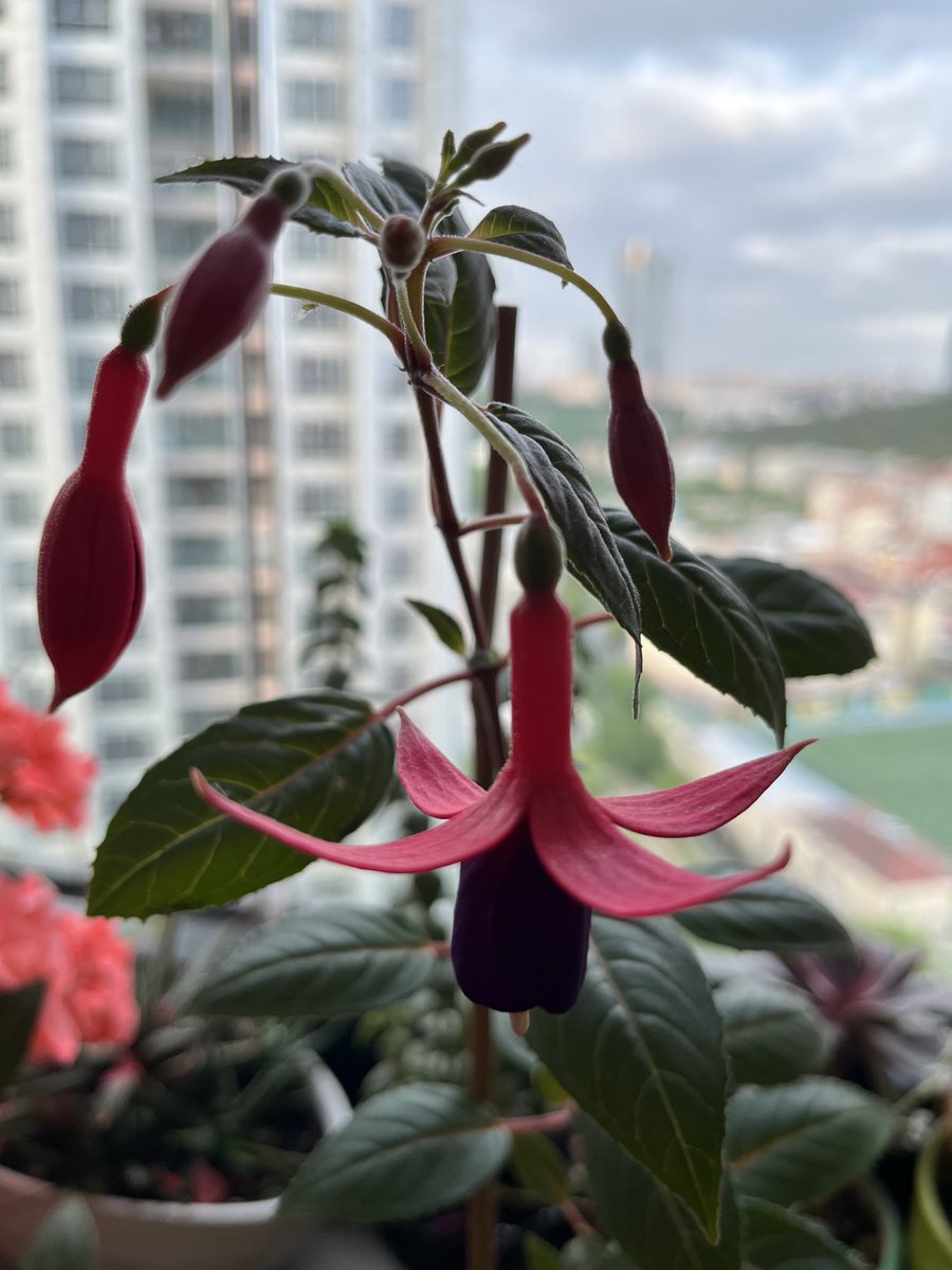 baharbicenaras's tweet image. Bu sabahın güzeli…

#BaharınÇiçekleri #BaharınBalkonu #renkler #Küpeçiçeği