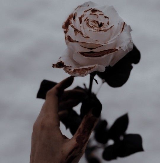 fokstories's tweet image. Estetyka 🥀 #thefirstlie