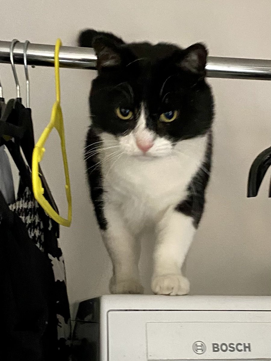 SpanielsSuper's tweet photo. That should be BOSS cat!
#NotBosch #ImInCharge https://t.co/H2HJxBdVF7