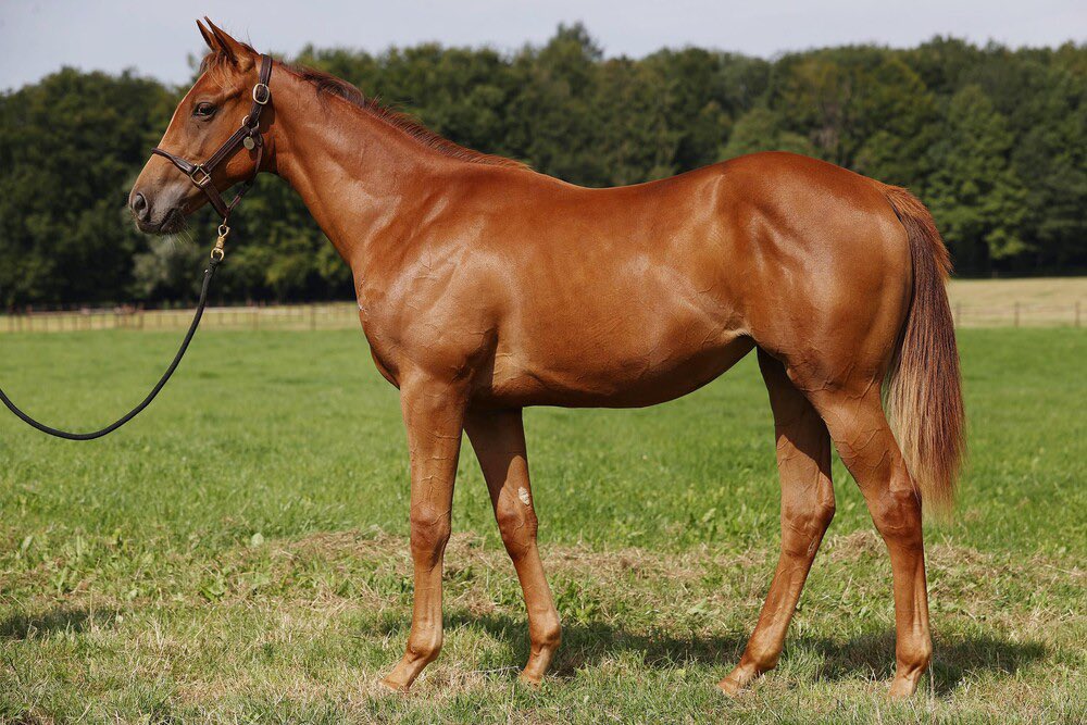 Since 2021 I select a couple of horses (10-15) I liked at the @BBAG_Sales yearling sale

Today runs MA PETITE AMIE in the 2nd race at Mülheim
Full-sister to G1🇩🇪Oaks Winner MISS YODA
Bought back at 280.000€
6️⃣and5️⃣ in her previous starts, my biggest disappointment to date…