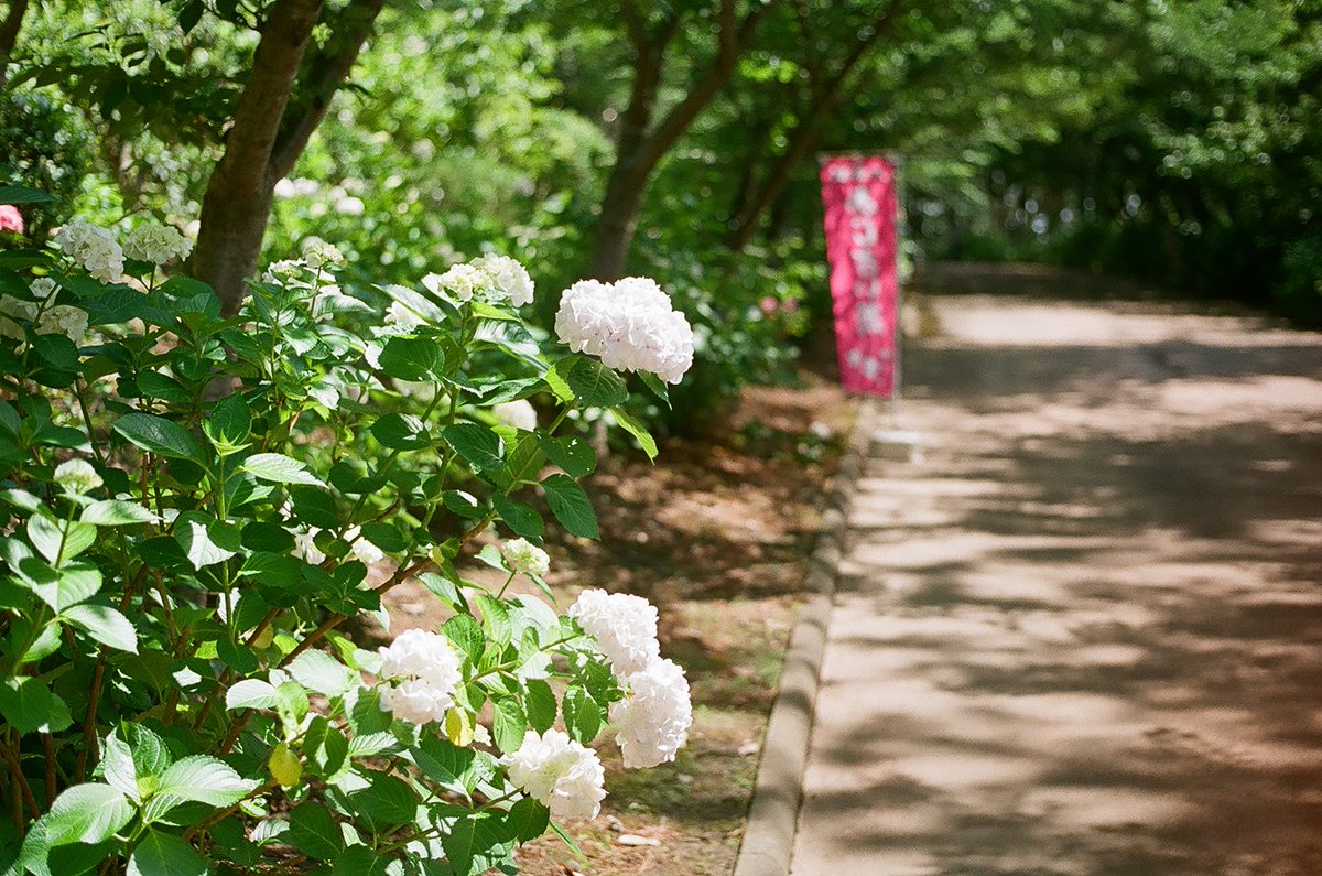 kashimu_HAMA's tweet photo. 画像違ったので再掲。
八景島シーパラダイスの #紫陽花 を見に行った。
八景ブルーの紫陽花も綺麗で、バラ園も綺麗でした。
#ミノルタ #SR_7+ #ミノルタ MC Rokkor 50mmF2,35mmF3.5
#フィルムカメラ
#kodak ProFoto XL 100 期限:2014.03 補正値:なし
#期限切れフィルム
#パレットプラザ
#フィルム写真 https://t.co/58IwOzPQ6l