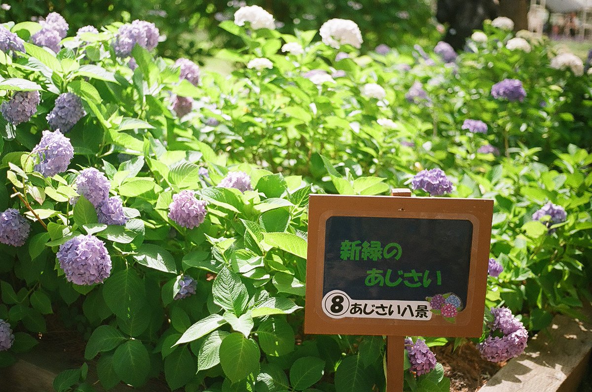 kashimu_HAMA's tweet photo. 画像違ったので再掲。
八景島シーパラダイスの #紫陽花 を見に行った。
八景ブルーの紫陽花も綺麗で、バラ園も綺麗でした。
#ミノルタ #SR_7+ #ミノルタ MC Rokkor 50mmF2,35mmF3.5
#フィルムカメラ
#kodak ProFoto XL 100 期限:2014.03 補正値:なし
#期限切れフィルム
#パレットプラザ
#フィルム写真 https://t.co/58IwOzPQ6l