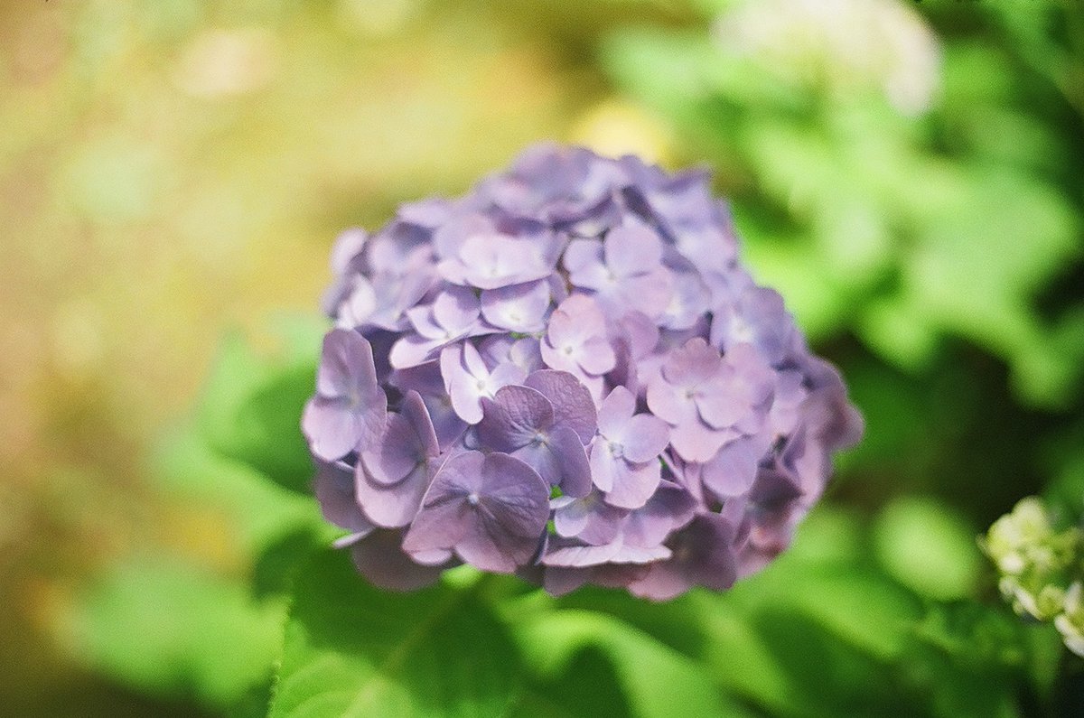 kashimu_HAMA's tweet photo. 画像違ったので再掲。
八景島シーパラダイスの #紫陽花 を見に行った。
八景ブルーの紫陽花も綺麗で、バラ園も綺麗でした。
#ミノルタ #SR_7+ #ミノルタ MC Rokkor 50mmF2,35mmF3.5
#フィルムカメラ
#kodak ProFoto XL 100 期限:2014.03 補正値:なし
#期限切れフィルム
#パレットプラザ
#フィルム写真 https://t.co/58IwOzPQ6l