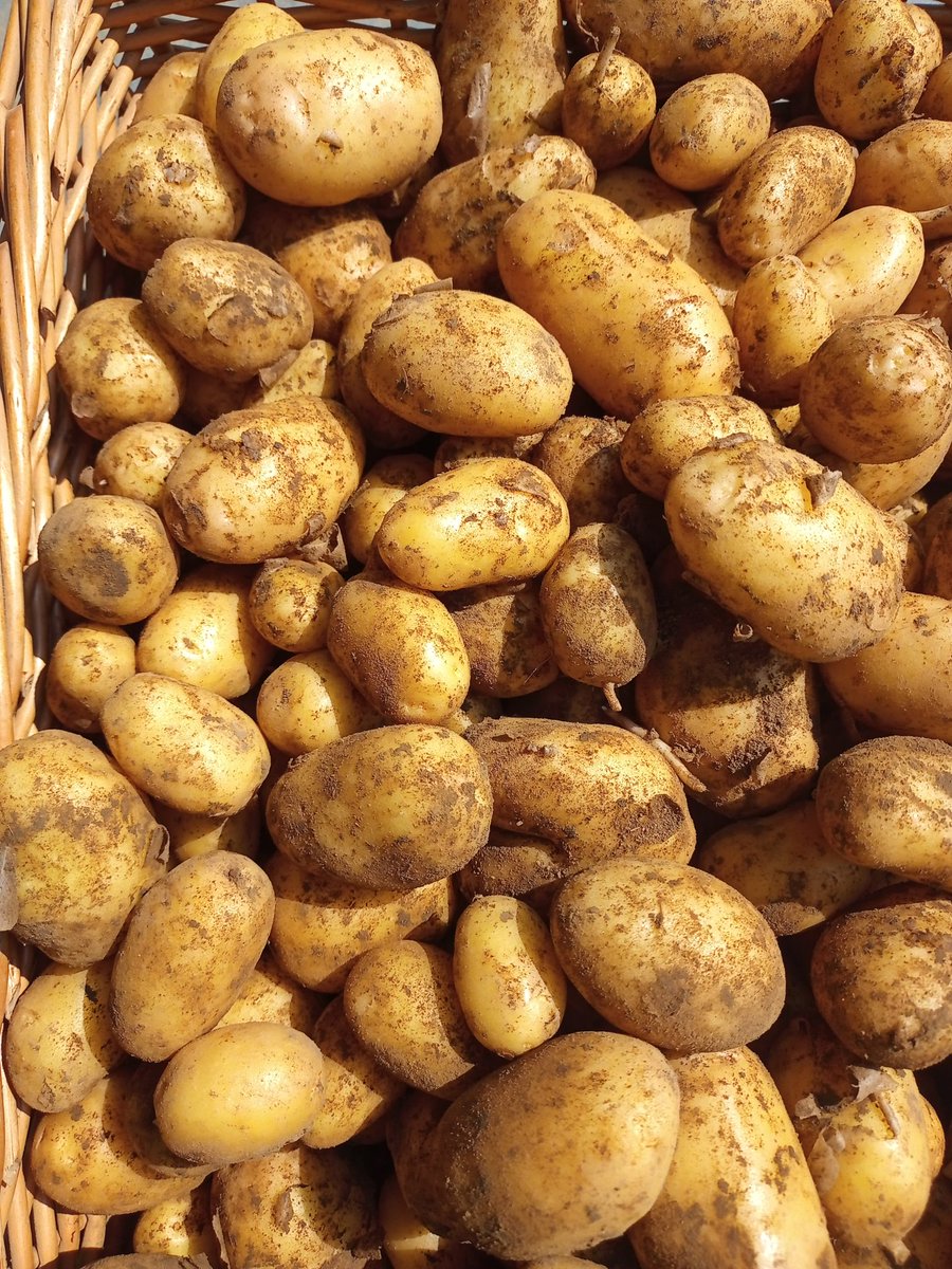Freshly dug salad potatoes to compliment the first early rocket new potatoes available with other fresh vegetables available at the farm gate tomorrow Friday until noon #organicvegetables #buylocal #supportbritishfarmers