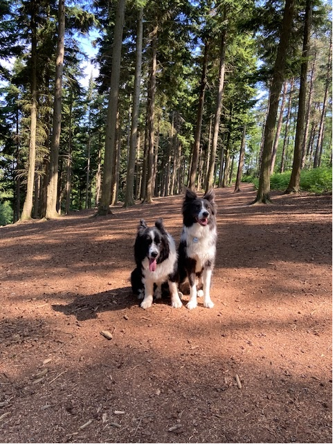 Morning. 
#writersoftwitter 
#writingcommunity #amwriting #amediting #authorlife #amquerying #bookreviewers
#bordercollie #colliesoftwitter #lovecollies #authordogs #twitterdogs #twittercollies