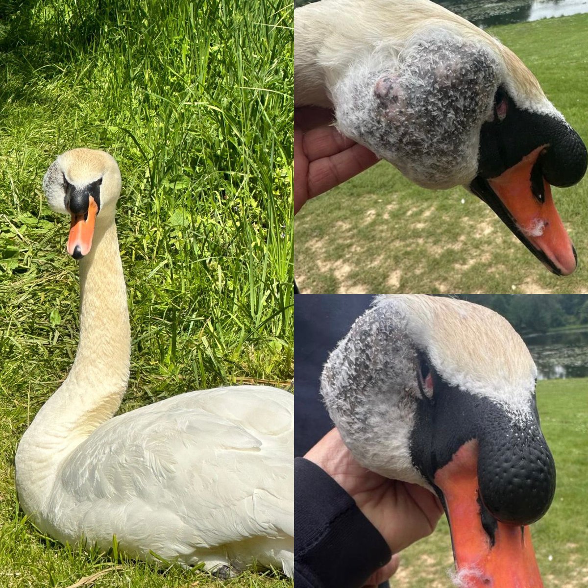 SwanSupport (@swan_support) on Twitter photo 