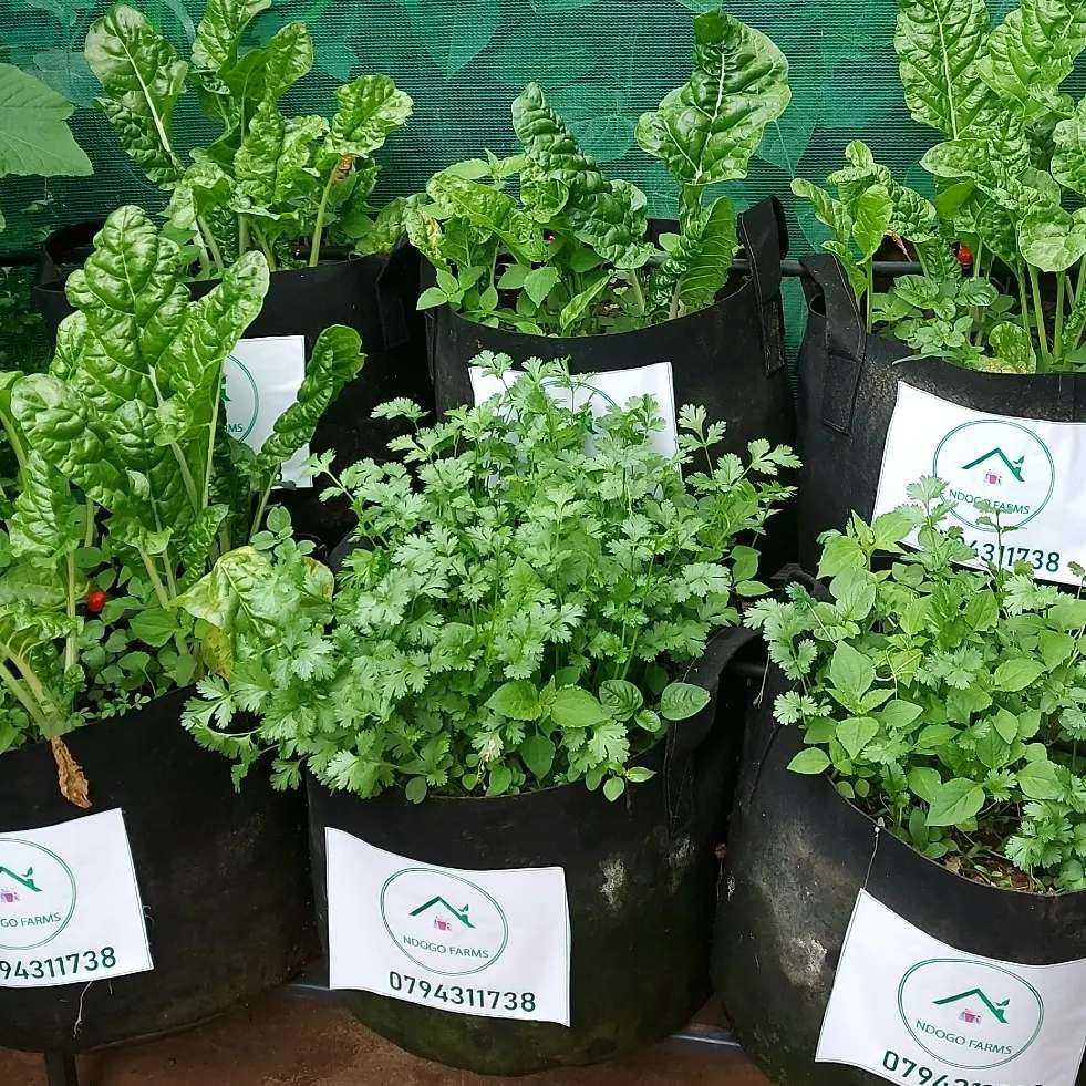 ndogofarm's tweet photo. How to grow dhania/coriander. You should do the following when you want to grow dhania.
1.When the dhanias' are in their sachet, crush them first using a wooden plank.
2. Remove them from the sachet and transfer them to a jug or a cup. https://t.co/xZ8RlWqIBc