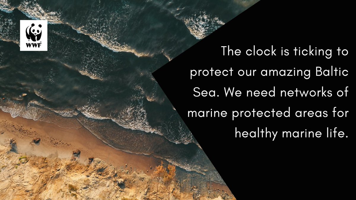 By #WorldOceanDay 2030 we should have:

✅ A network of #marineprotectedareas covering 30% of the #BalticSea
✅ With 10% of that area strictly protected

Let's give the #BalticSea the protection it deserves!
Learn more:👉bit.ly/3J1U9qc

#Protect30x30