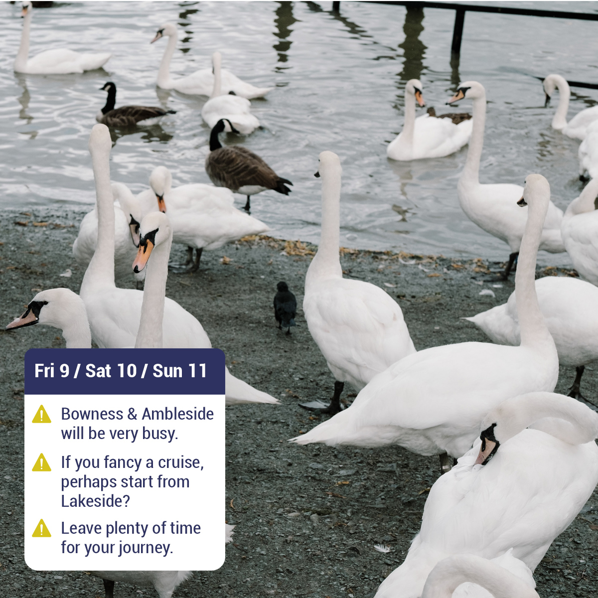 Windermere Cruises (@windermereboats) on Twitter photo We're limbering up for a big weekend as The Arla Great North Swim returns to Brockhole.
TODAY & MON 12 JUNE
To help set up/take down the event, no boats will call in.
FRI 9 / SAT 10 / SUN 11 JUNE
Shuttle Services >  ow.ly/m17850OIMRt
#greatnorthswim #bowness #ambleside We're limbering up for a big weekend as The Arla Great North Swim returns to Brockhole.
TODAY & MON 12 JUNE
To help set up/take down the event, no boats will call in.
FRI 9 / SAT 10 / SUN 11 JUNE
Shuttle Services >  ow.ly/m17850OIMRt
#greatnorthswim #bowness #ambleside