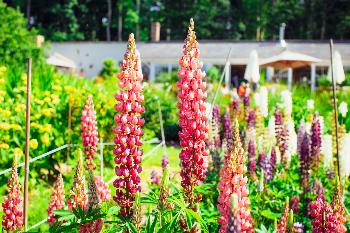 PKG Newsletter - June 2023 - mailchi.mp/pythousekitche…