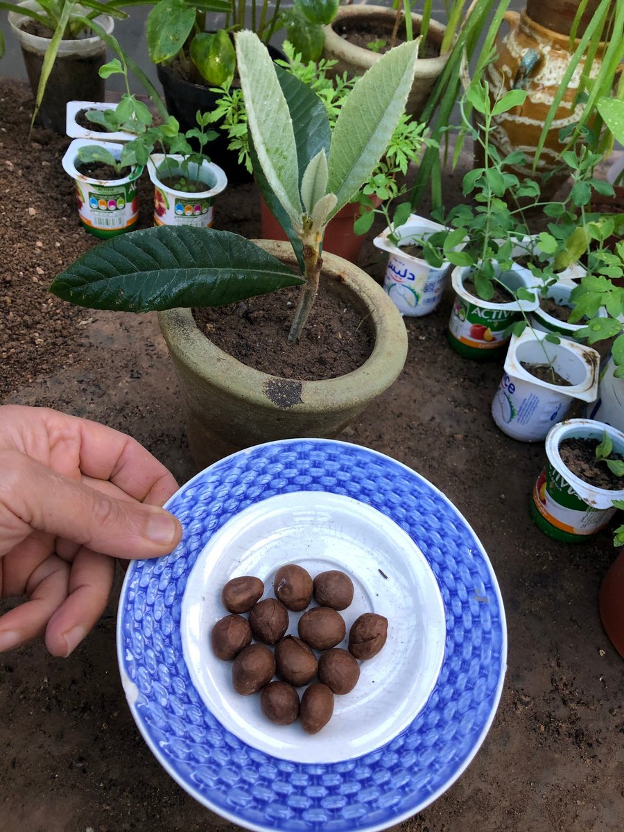 GrowfoodLovers's tweet photo. Starting Loquat from seeds indoors is super easy. 
https://t.co/Wqr2VysqQ4
#loquats #gardening  #lovegardening #growyourown #startingseeds #indoorgardening #fruittree #fruittrees #loquat https://t.co/WuAHwIx4T5