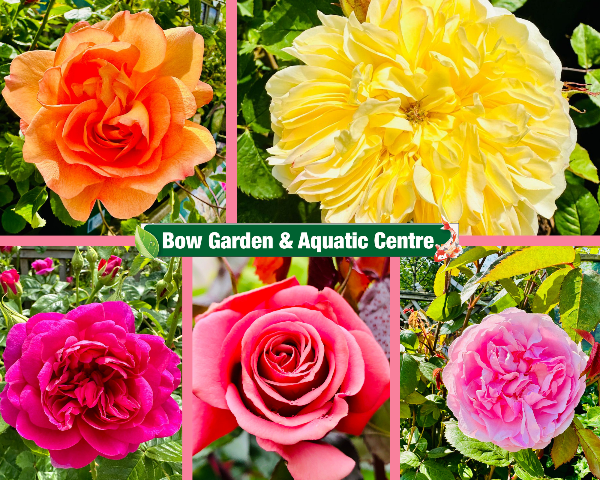 bow_gc's tweet photo. With it feeling like Summer we have all you need to enjoy your outdoor space, keep it looking fabulous &amp; enjoy lots of outdoor relaxing 😎🤩😏 - https://t.co/JwyJ6JwaRQ https://t.co/pUYmhw3qTt