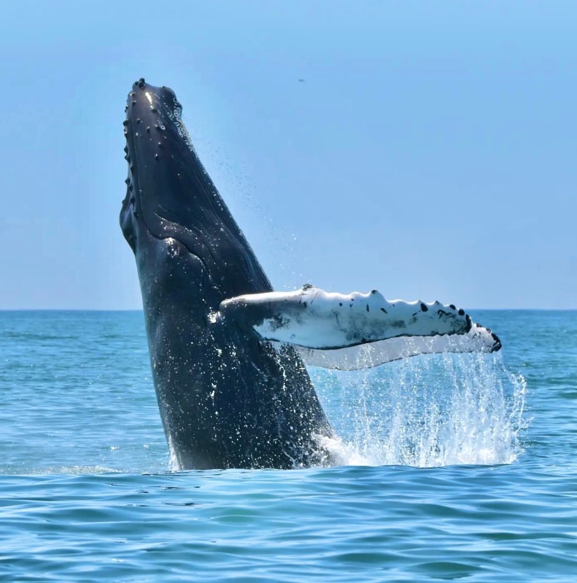 Discover Long Island tweet media