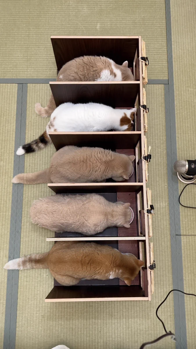 多頭飼いのアイデアが詰まった一覧方式のご飯タイム！