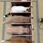 多頭飼いのアイデアが詰まった一覧方式のご飯タイム!