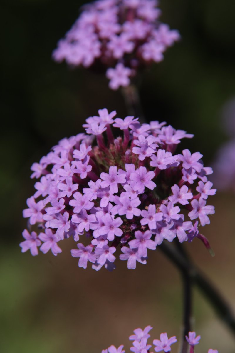 Tall verbena 😁