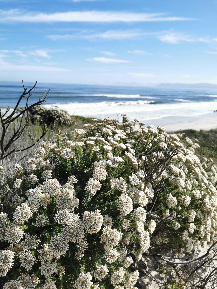 TheFynbosTrail's tweet photo. Experience the best of both worlds by hiking the Fynbos Trail and extending your journey along the Walker Bay coastline by booking our coastal add on. ๐
Hereโs more: https://t.co/Px4Yj8qV0t
#WorldOceansDay #CoastalAddOn #Whales https://t.co/0aWbz3Z3Rk